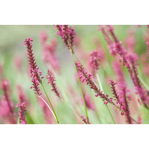 Nahaufnahme des Kerzenknöterichs 'Inverleith' mit purpurroten Blütenständen im Beet.