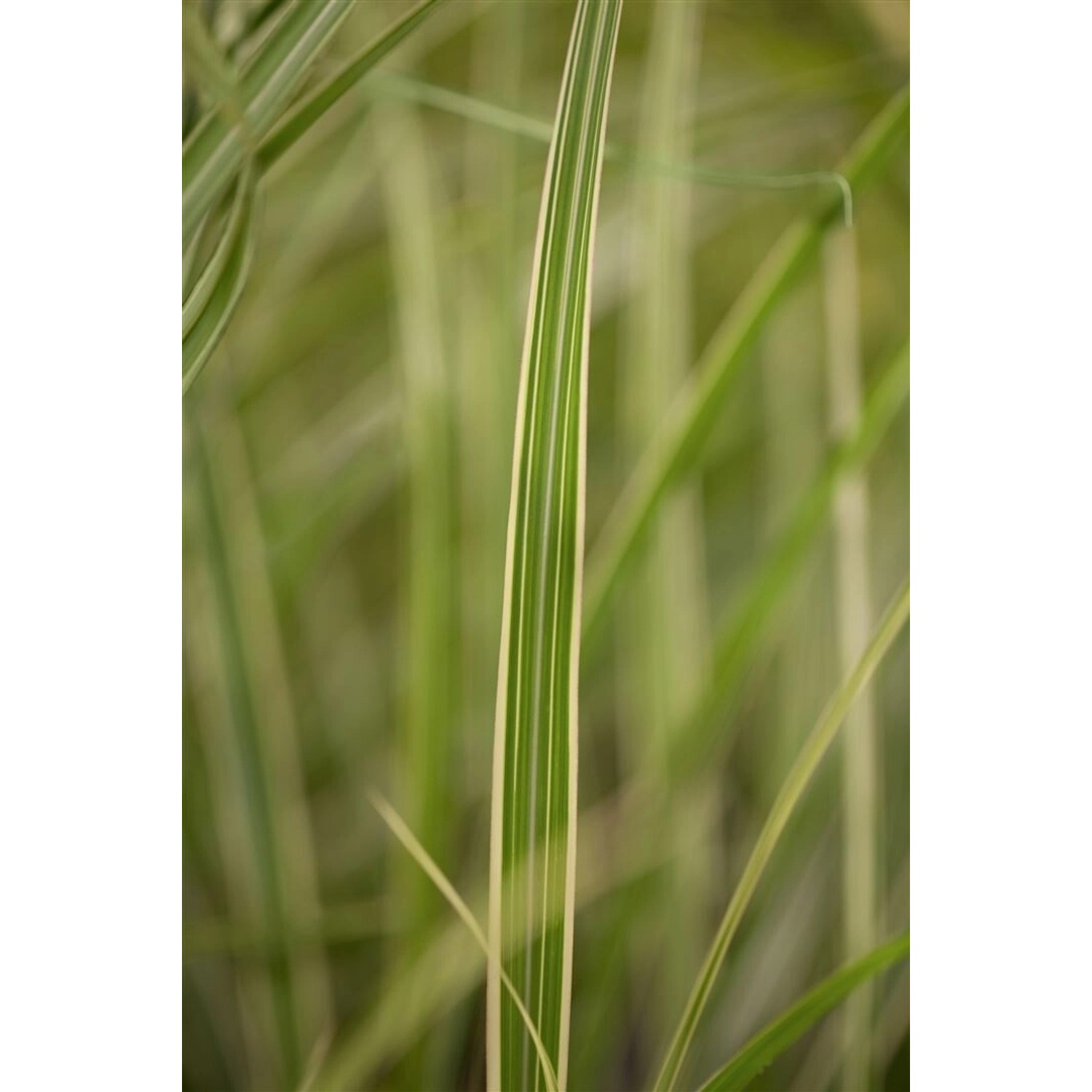 Miscanthus Sinensis Variegatus Chinaschilf Ca. 11x11 cm Topf günstig online kaufen