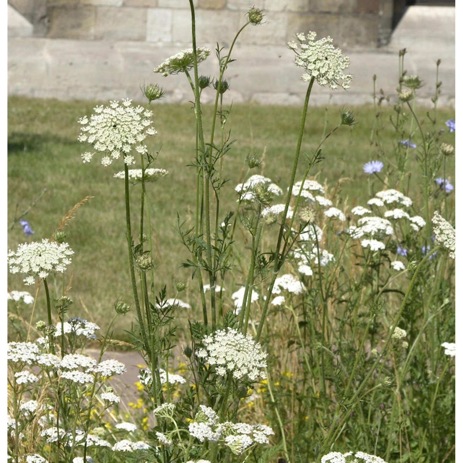 Wilde Möhre - Daucus carota günstig online kaufen