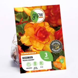 Packung GROW by OBI Begonien Picotee Gelb/Rot, Blumenzwiebeln für Beet und Topf.