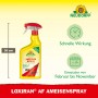 Neudorff Loxiran AF Ameisen-Spray, 750ml Flasche zur Ameisenbekämpfung im Haus und Garten.