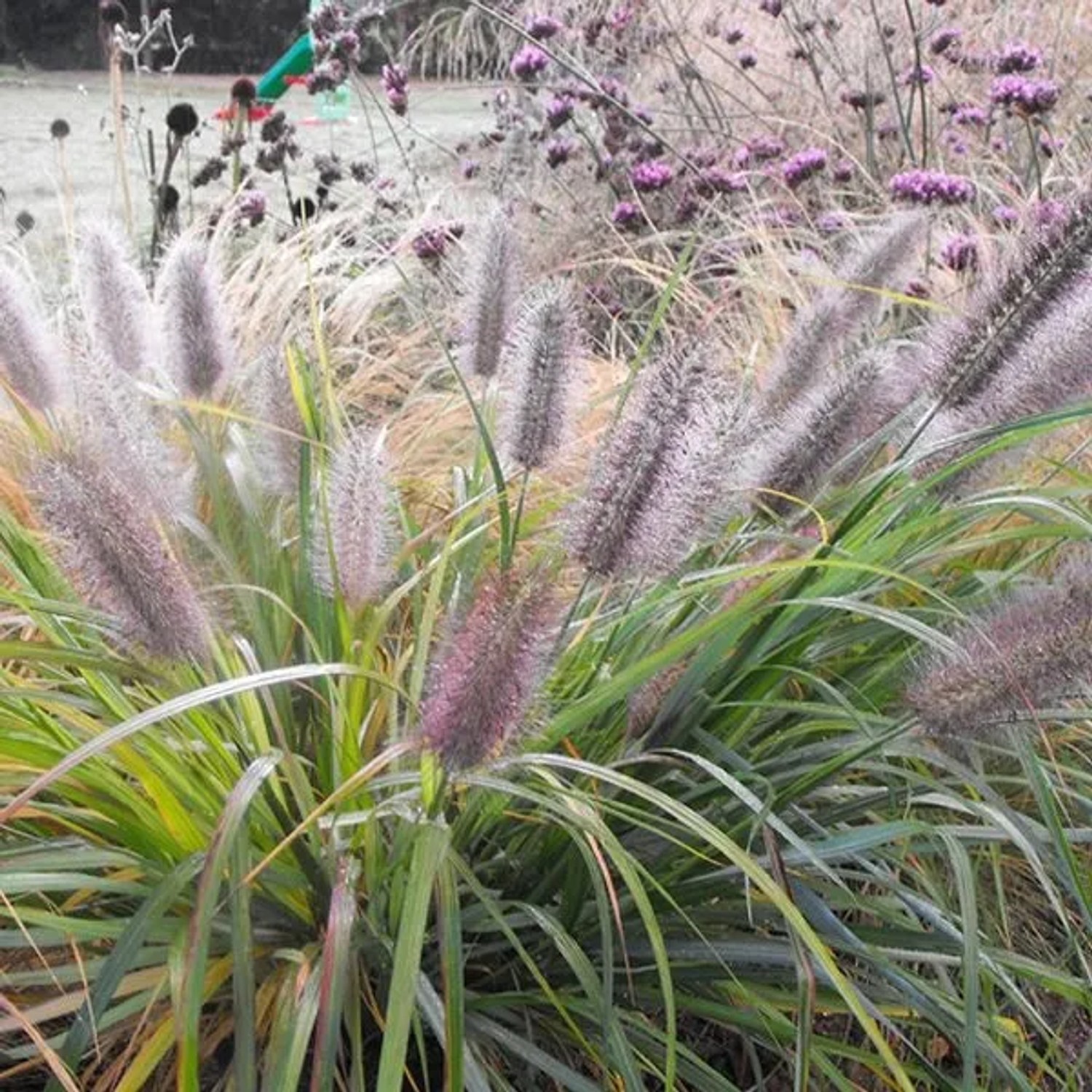 6 x Lampenputzergras 'Moudry' Pennisetum alopecuroides Topf 9cm Dunkle Blütenähren