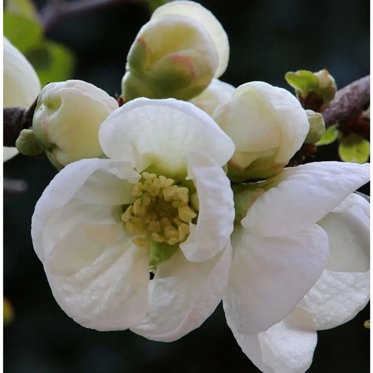 Zierquitte Jet Trail 40-60cm - Chaenomeles