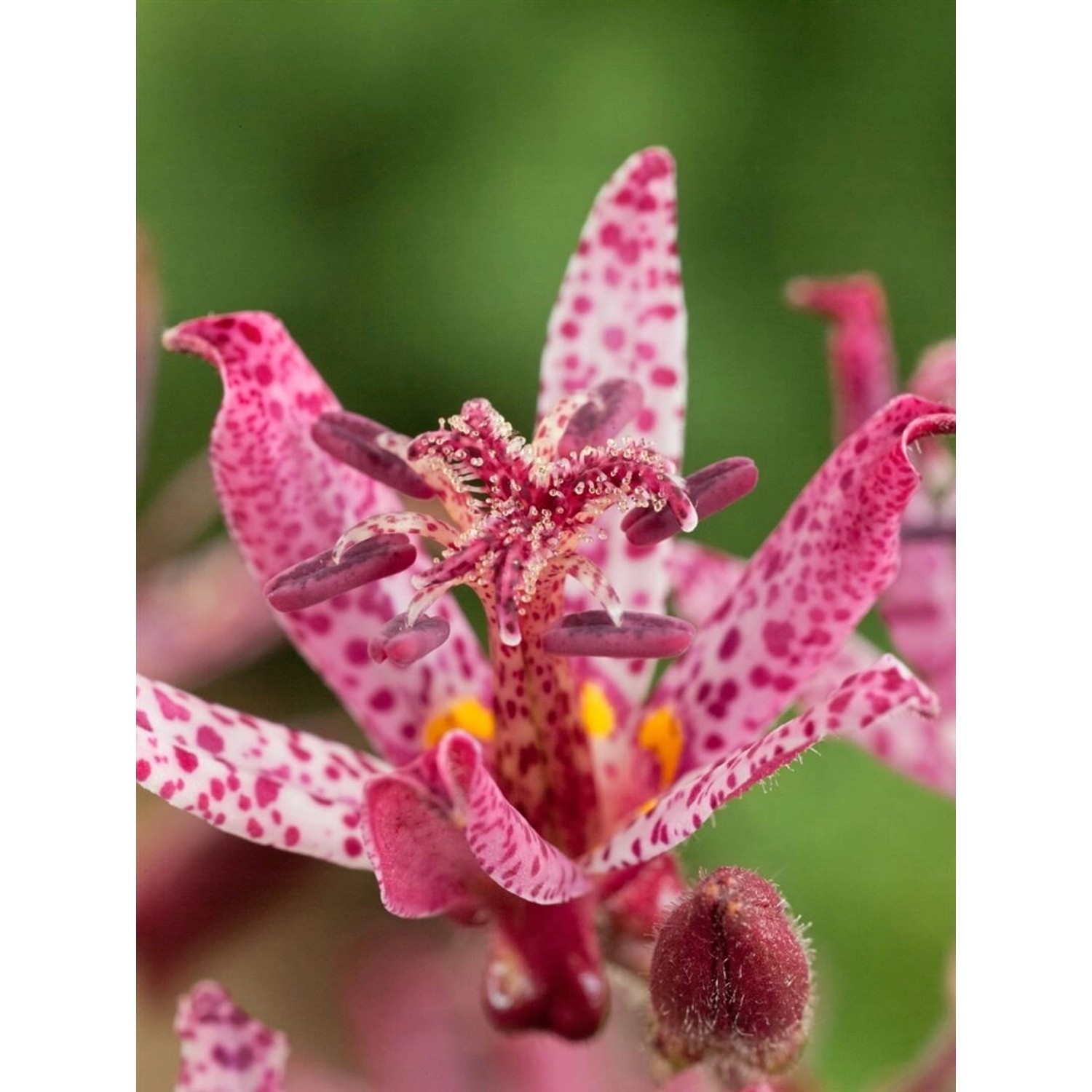 Tricyrtis Hirta Sinonome Gartenkrötenlilie Ca. 9x9 cm Topf günstig online kaufen