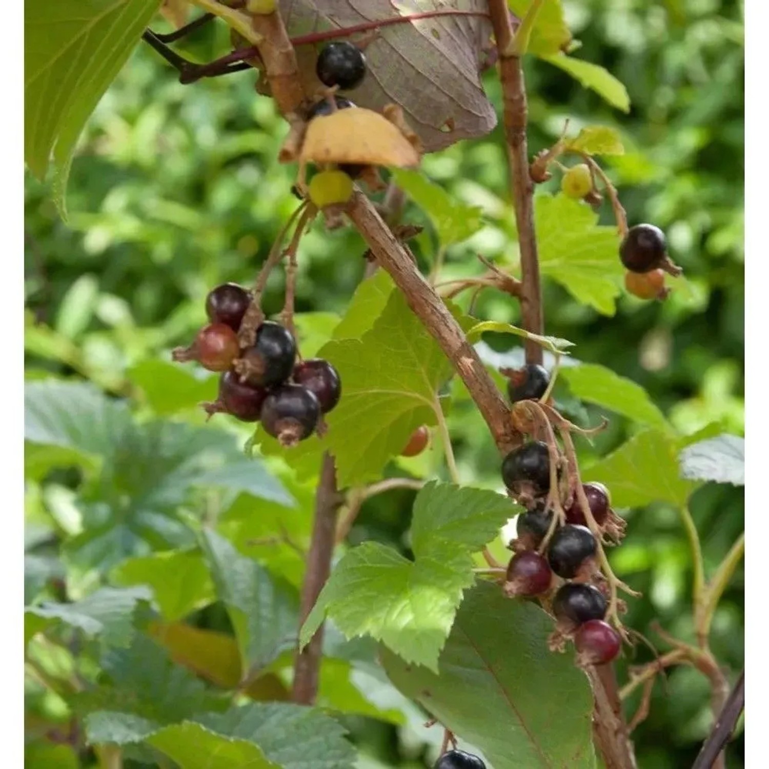 Hochstamm Schwarze Johannisbeere Titania 60-80cm - Ribes nigrum