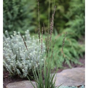 Pfeifengras 'Heidezwerg' im Topf, Ziergras mit filigranen Blütenständen für den Garten.