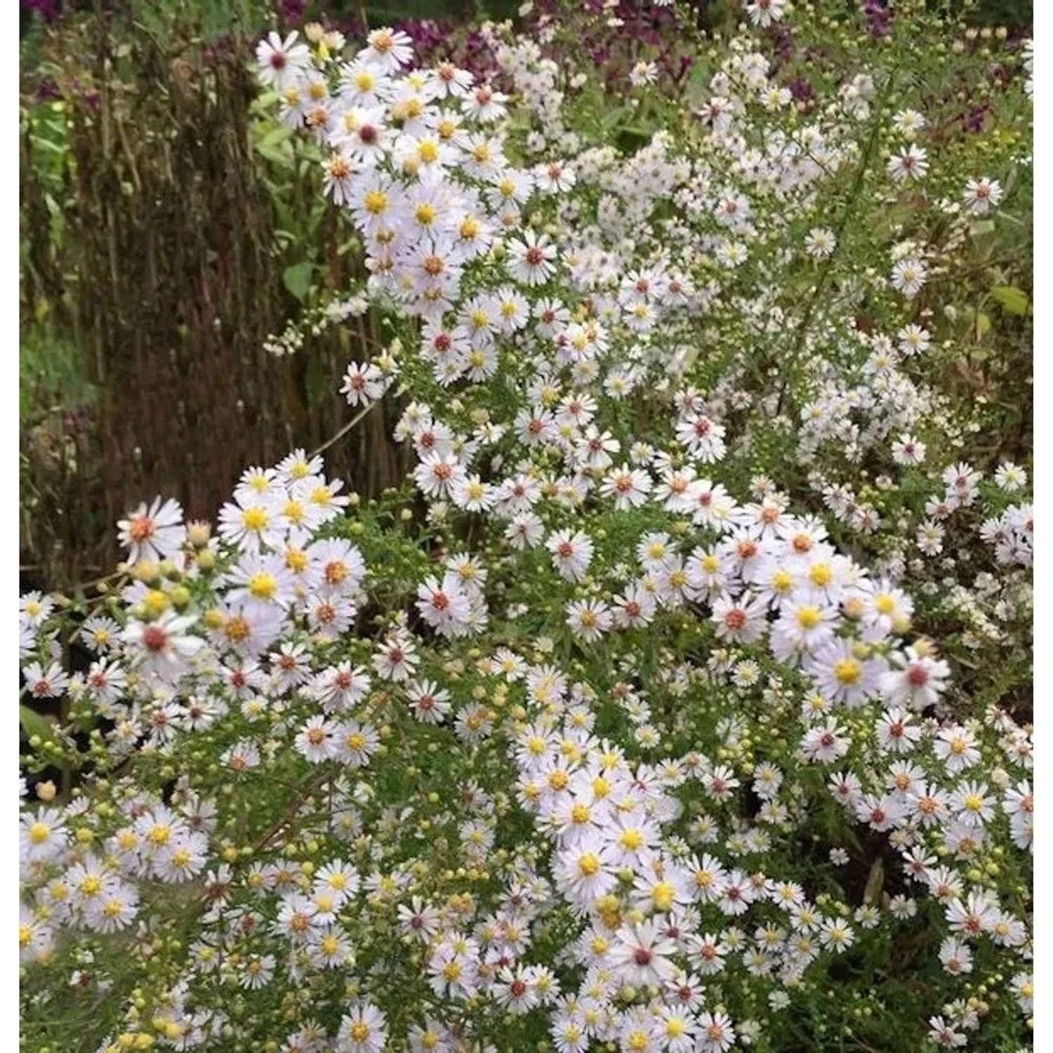 Myrtenaster Herbstmyrthe - Aster ericoides