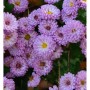 Nahaufnahme der Winteraster Ceddie Mason (Chrysanthemum hortorum) mit lila Blüten.