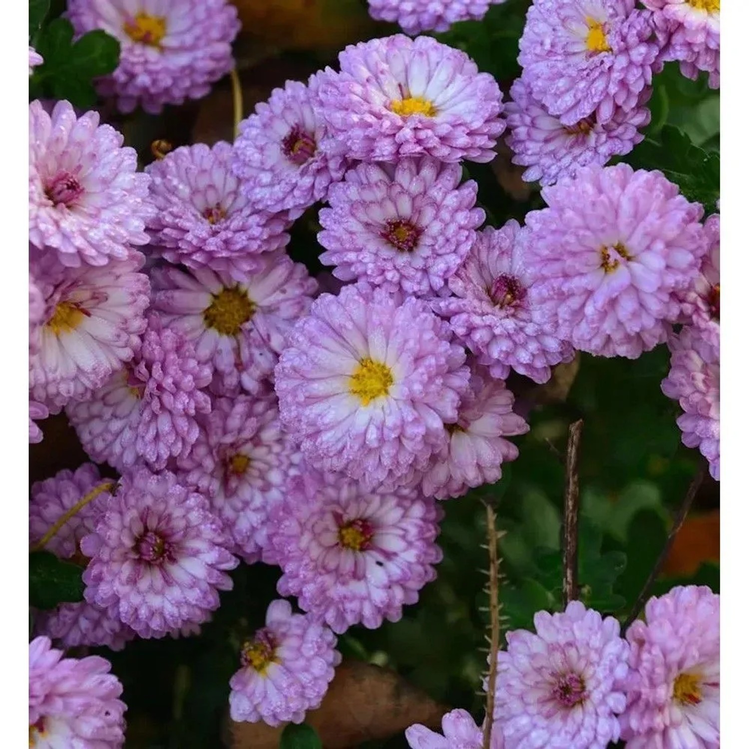 Nahaufnahme der Winteraster Ceddie Mason (Chrysanthemum hortorum) mit lila Blüten.