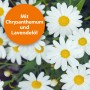 Blüten mit Hinweis auf Chrysanthemen und Lavendelöl im Ardap Zeckenspray für Tiere.