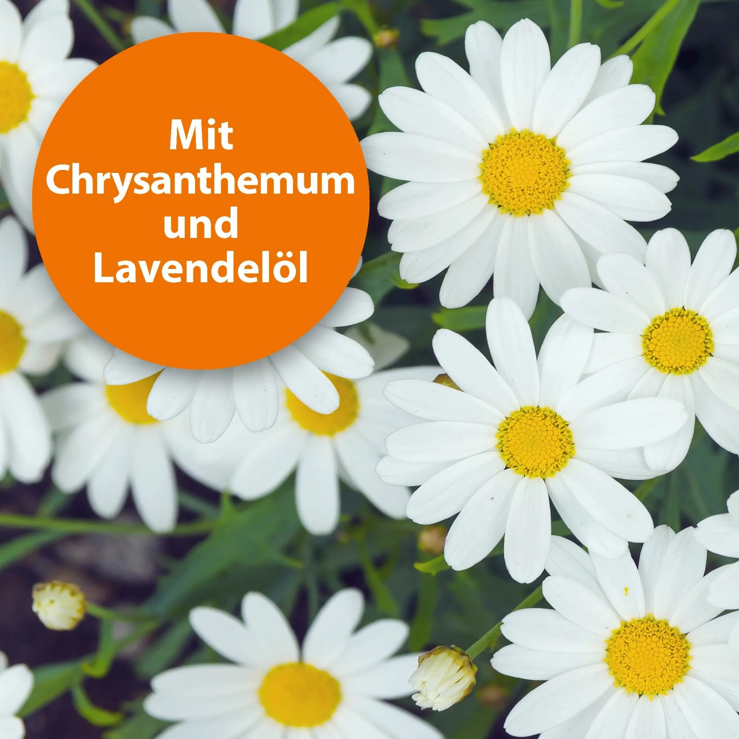 Blüten mit Hinweis auf Chrysanthemen und Lavendelöl im Ardap Zeckenspray für Tiere.
