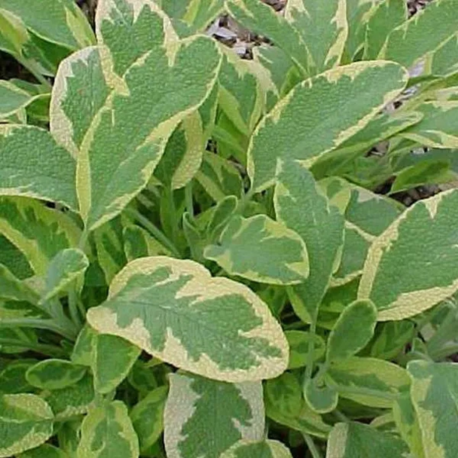 6 x Goldsalbei 'Aurea' Salvia officinalis Topf 9cm Gelbgrünes Laub