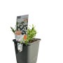 Garten-Schleifenblume Weiß im Topf, eine blühende Staude für Steingärten.