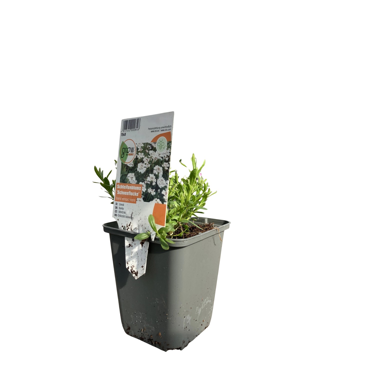 GROW by OBI Garten-Schleifenblume Weiß Topf-Ø ca. 9 cm x 9 cm Iberis günstig online kaufen