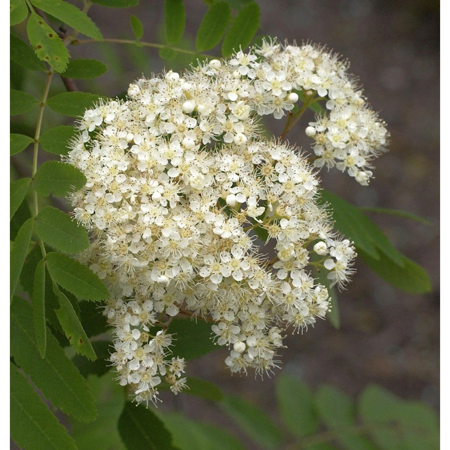 Echte Mehlbeere Wilfrid Fox 60-80cm - Sorbus alnifolia günstig online kaufen