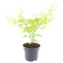 Japanischer Fächerahorn (Acer palmatum) im Topf, ca. 40-60 cm hoch, mit hellgrünen Blättern.