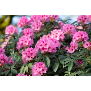 Rosa Rhododendron Calophytum Dominik mit üppigen Blüten und grünen Blättern.