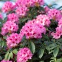 Rosa Rhododendron Calophytum Dominik mit üppigen Blüten und grünen Blättern.