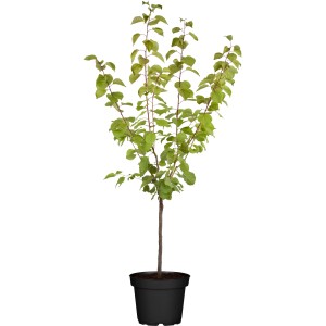 Junge Aprikose 'Ungarische Beste' im Topf, ca. 120-140 cm hoch, von GROW by OBI.