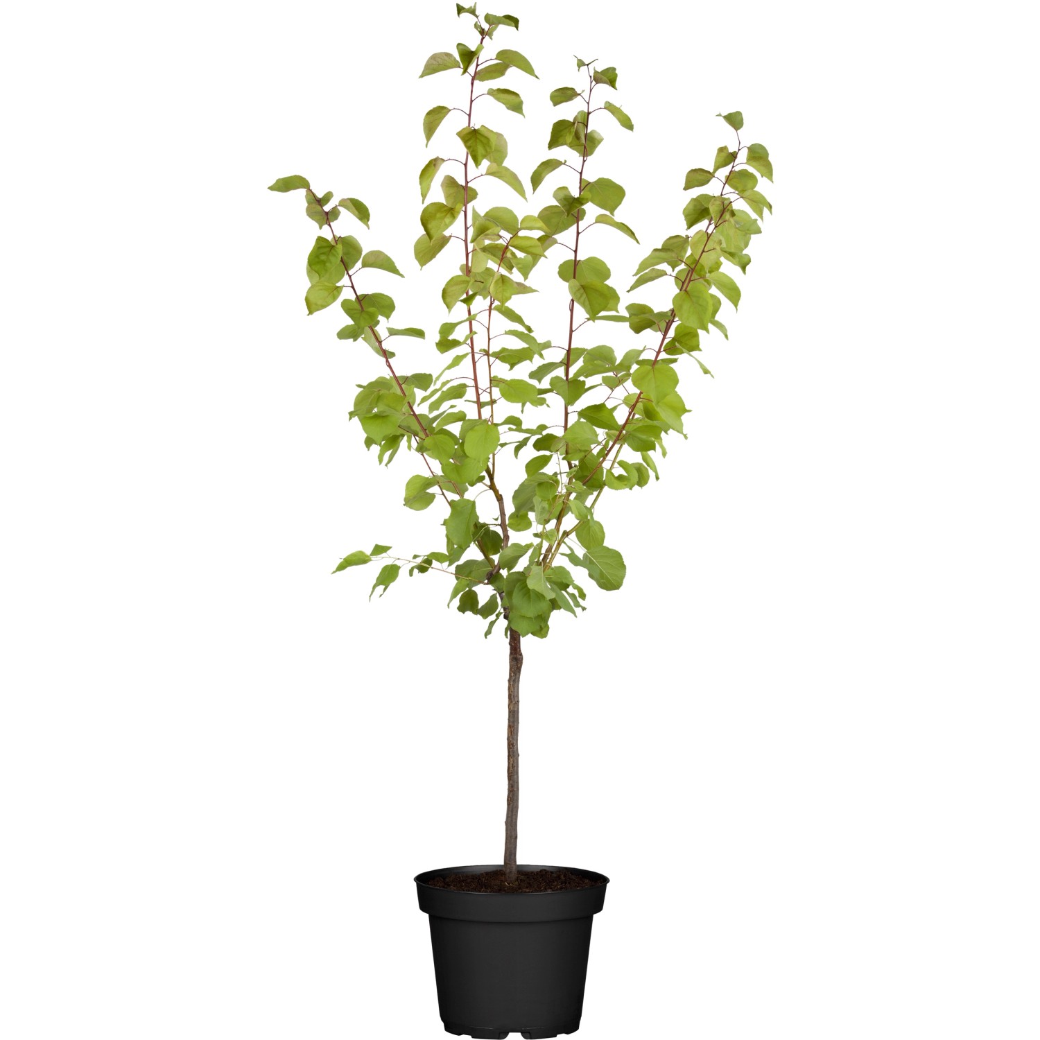 OBI Aprikose Ungarische Beste Höhe ca. 120 cm - 140 cm Topf ca. 10 l Prunus