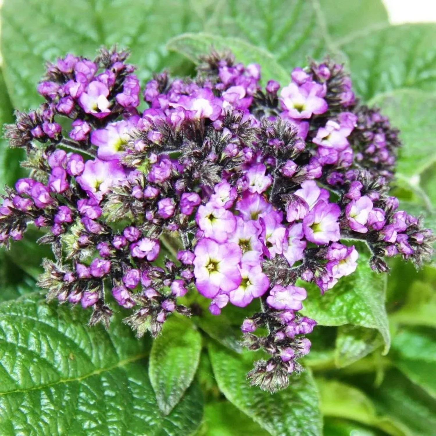 Set aus 3 Vanilleblumen (Heliotropium) mit lila Blüten, eine attraktive Stehpflanze für Balkon und Terrasse.