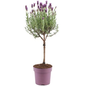 Lavendel Anouk auf Stamm im Topf (ca. 15 cm). Dekorative Kübelpflanze mit silbergrauen Blättern und lila Blüten.