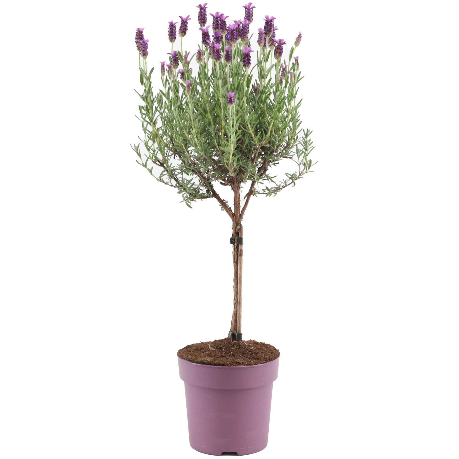GROW by OBI Lavendel "Anouk" auf Stamm TopfØ ca. 15 cm Lavandula