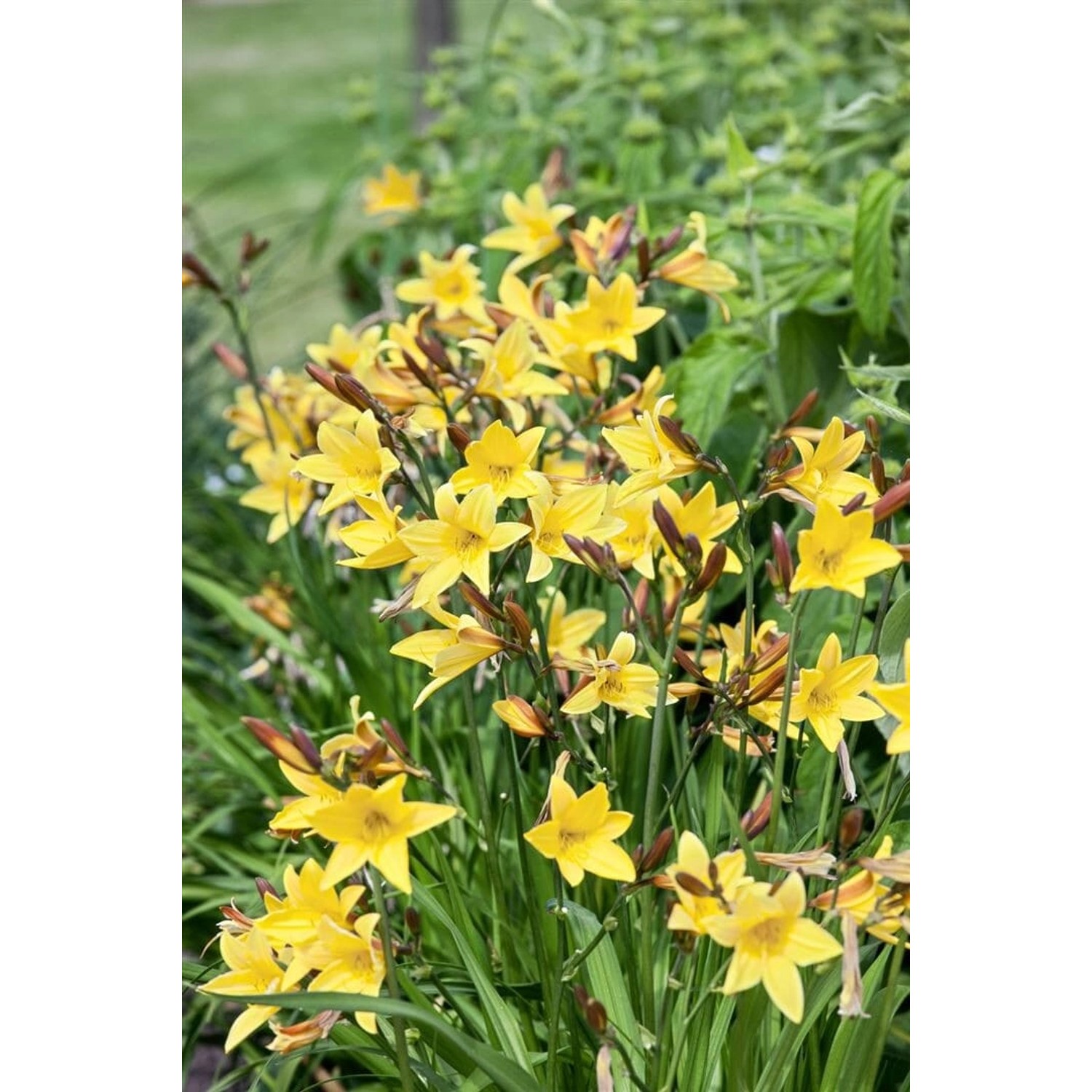 Hemerocallis Minor Taglilie Ca. 11x11 cm Topf günstig online kaufen