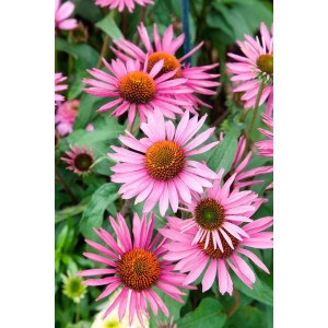 Roter Sonnenhut 'Pica Bella': Purpurrosa Echinacea Blüten im 11x11 cm Topf. Bienenfreundliche Staude für sonnige Standorte.