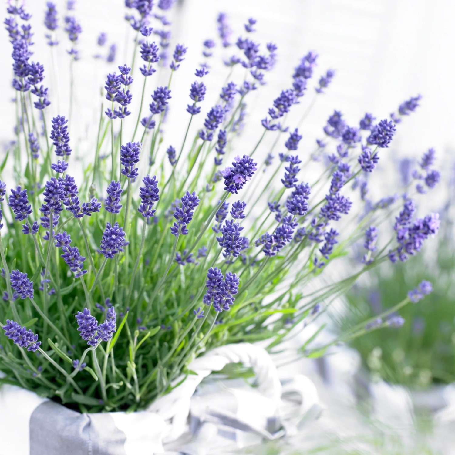 Blühender Echter Lavendel (Lavandula Angustifolia) im Topf, ca. 30cm hoch.