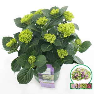 Blaue Bauernhortensie Magical Jewel im Topf, ca. 50 cm hoch, mit grünen Blütenständen.