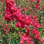 Leuchtend roter Lagerstroemia Indica 'Dynamite' Flieder (60-80 cm) mit grünen Blättern.