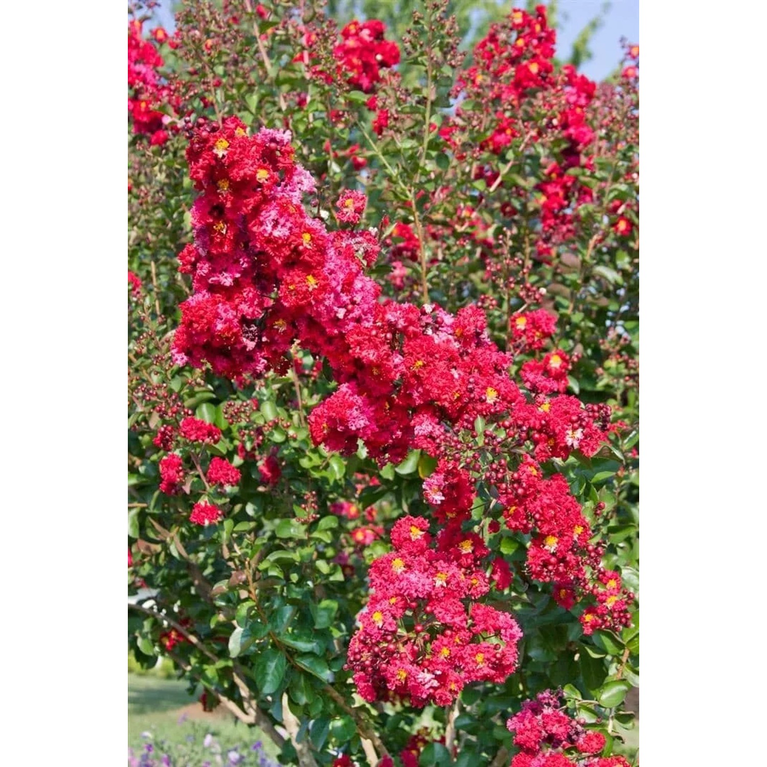 Leuchtend roter Lagerstroemia Indica 'Dynamite' Flieder (60-80 cm) mit grünen Blättern.