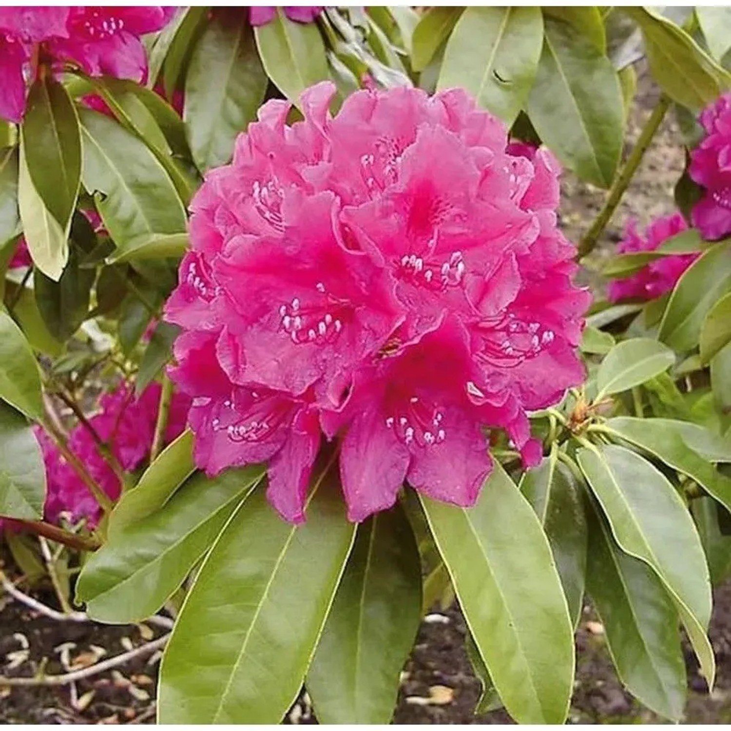 Großblumige Rhododendron Old Port 30-40cm - Alpenrose