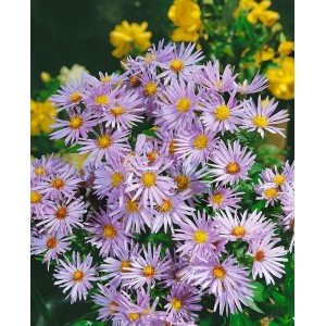 Nahaufnahme der silbrig-blauen Kissenaster 'Silberteppich' im 9x9 cm Topf.