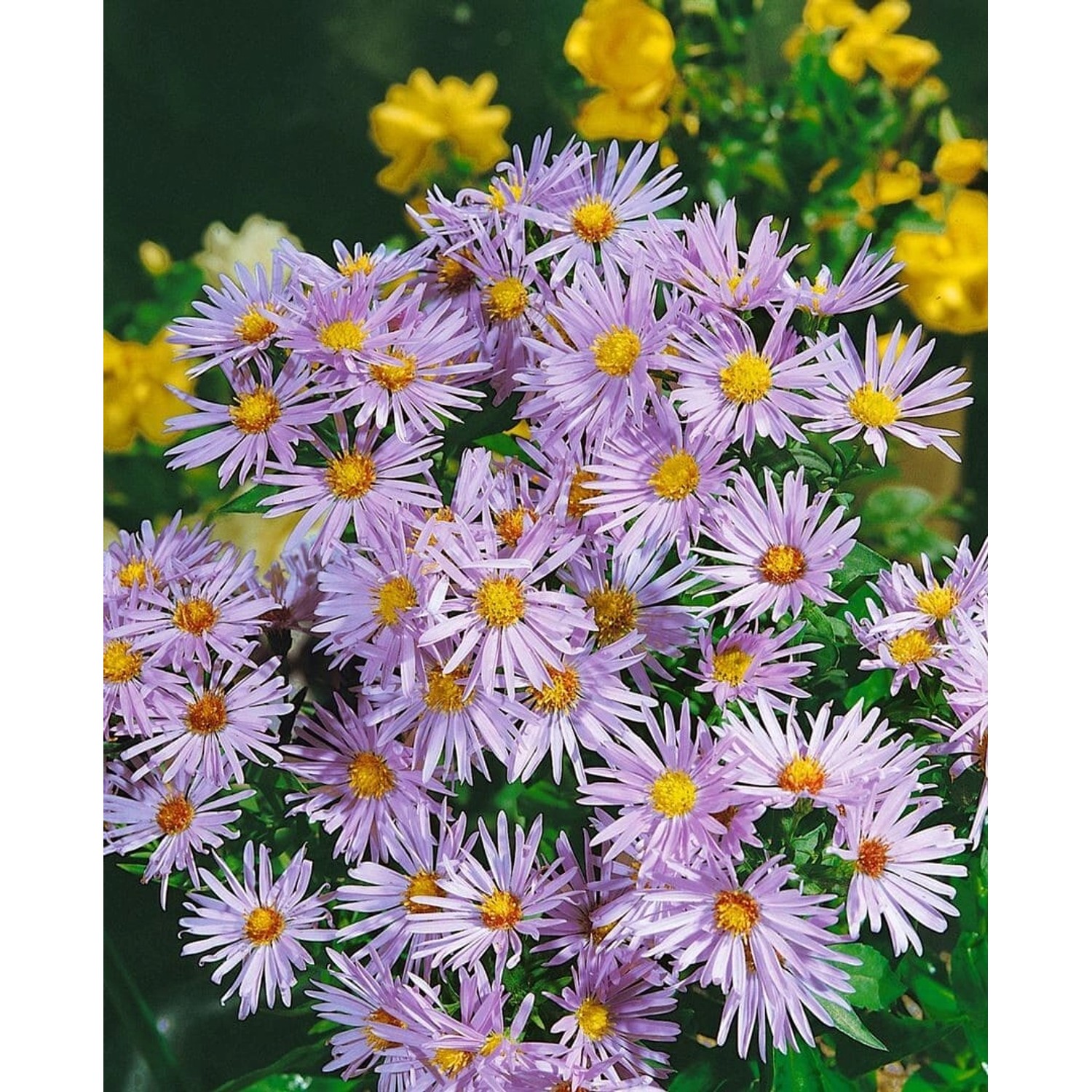 Aster Dumosus Silberteppich Kissenaster Ca. 9x9 cm Topf günstig online kaufen