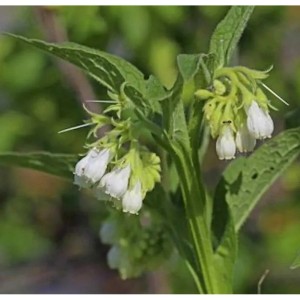 Echter Beinwell Weiß - Symphytum officinale