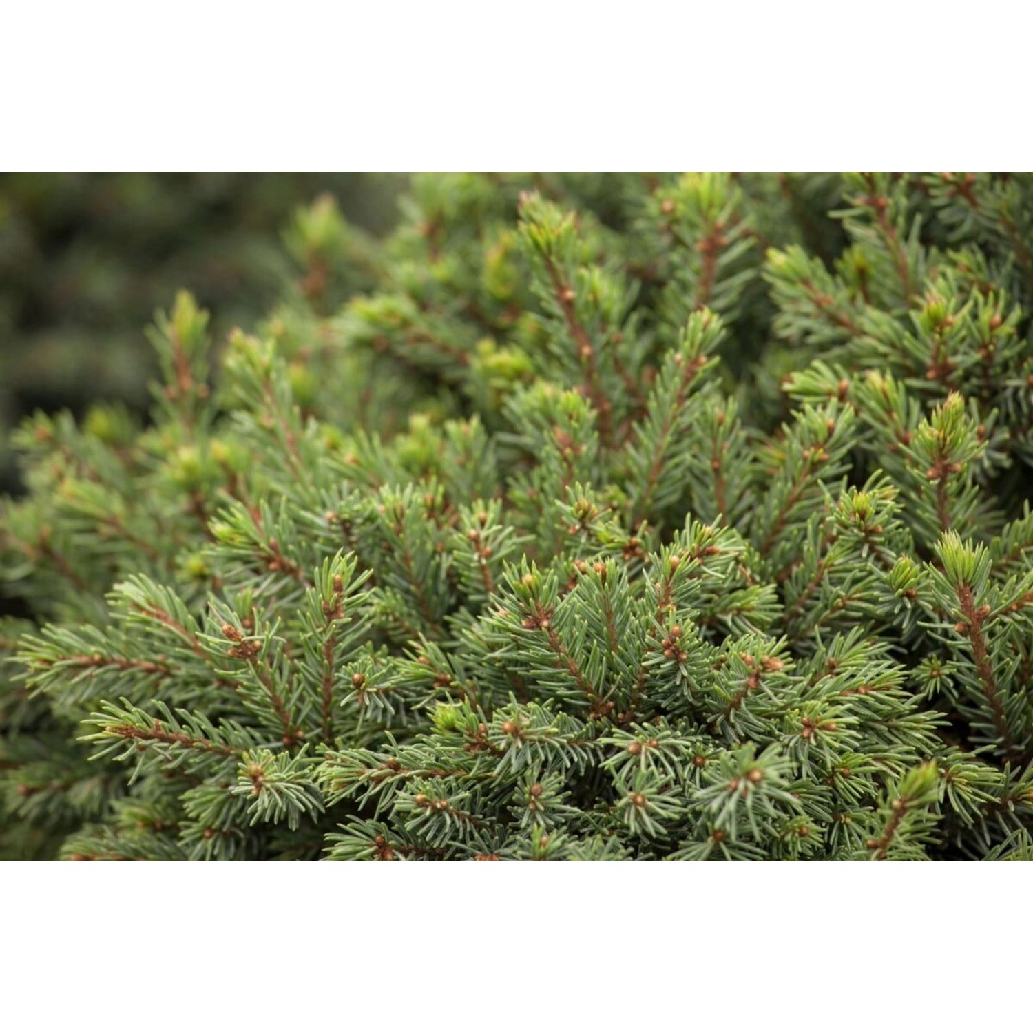Picea Glauca Echiniformis Zwergfichte Kompakt 30–40 cm günstig online kaufen