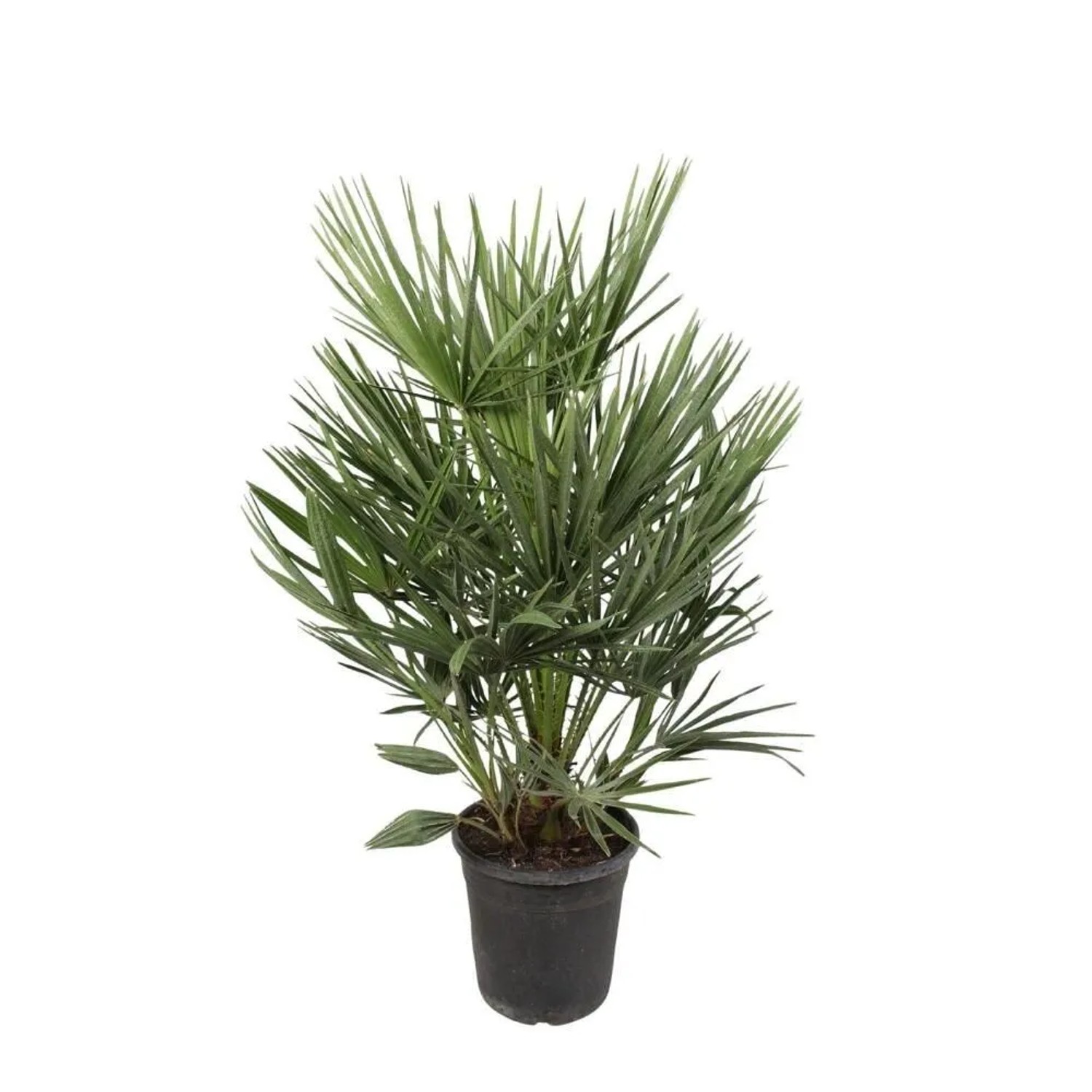 Exotenherz Zwergpalme Chamaerops Humilis 21cm Topf 100cm Hoch günstig online kaufen