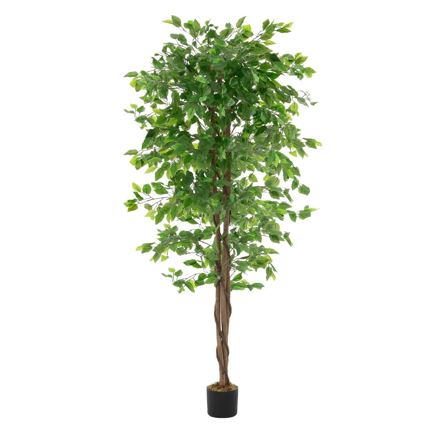 ML-Design Kunstpflanze Ficus 180 cm mit Naturholzstamm günstig online kaufen