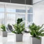 Lechuza Cube Premium Pflanzkübel, 50x50 cm, Silber metallic, mit Pflanzen im modernen Ambiente.