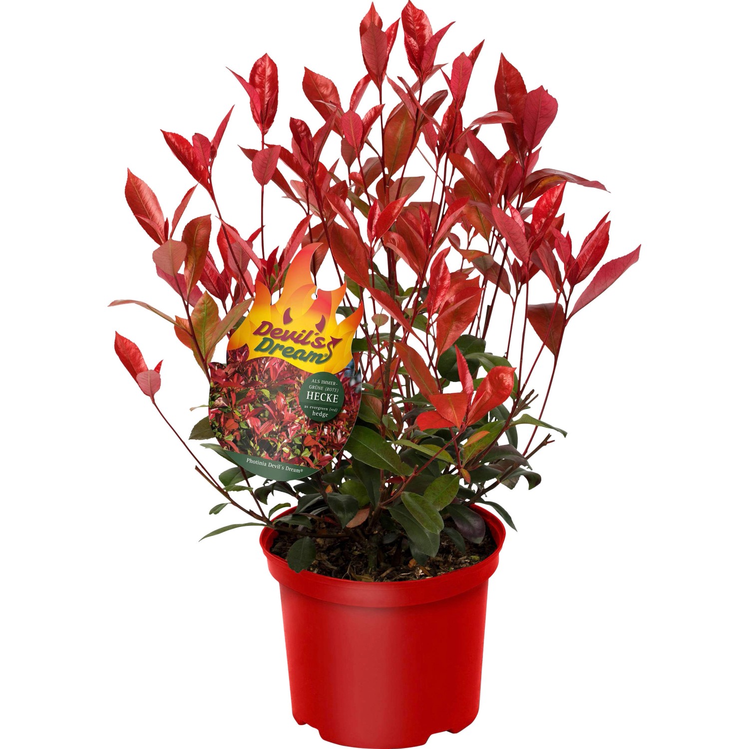 Glanzmispel Devil´s Dream® Höhe ca. 30 - 40 cm Topf ca. 3,4 l Photinia günstig online kaufen