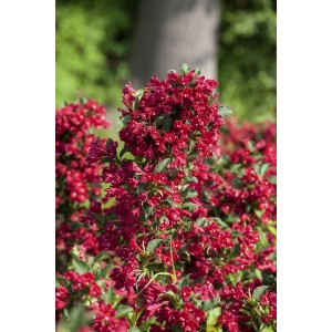 Blühende Weigelie 'Eva Rathke' mit karminroten Blüten, Strauch für Garten und Beet.