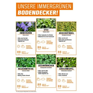 Infografik: Immergrüne Bodendecker wie Efeu, Kriechspindel, Immergrün und mehr.