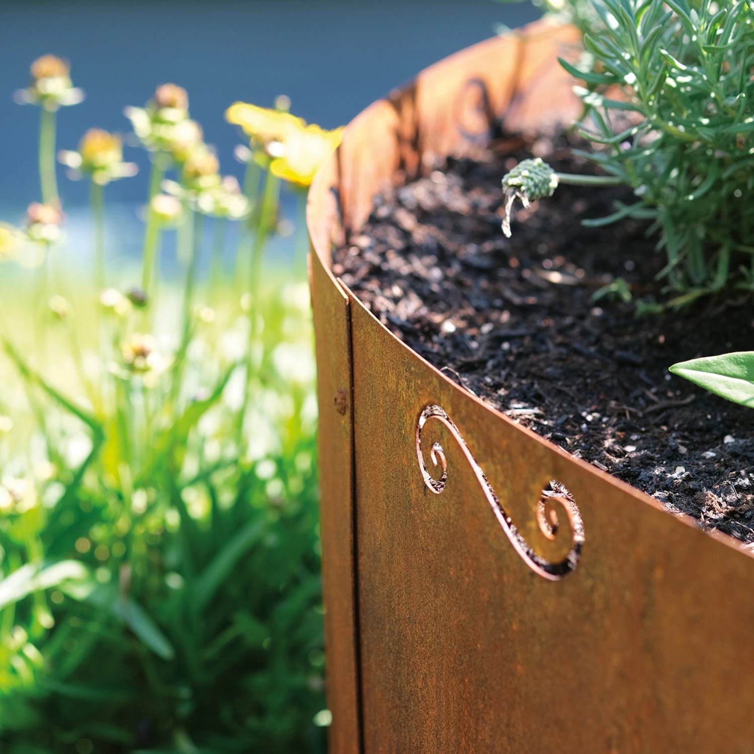 Bellissa Kräuterspirale aus Cortenstahl mit Rostpatina und Bepflanzung im Garten.