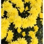 Nahaufnahme der gelben Blüten einer Herbstaster (Chrysanthemum hortorum Citrus).