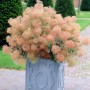 Grüner Perückenstrauch 'Young Lady' (Cotinus coggygria) im Topf mit zarten, rosa Blütenständen.