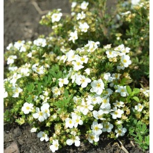 10 Fünffingerstrauch Snowflake (Potentilla fruticosa) mit kleinen, weißen Blüten und grünen Blättern.