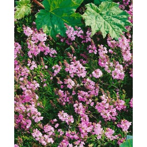 Rosa blühender Veronica Prostrata Rosea Ehrenpreis als Bodendecker im 9x9 cm Topf.