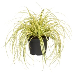 Gold Segge 'Evergold' im Topf, gelb-grünes Ziergras für Beet und Kübel.